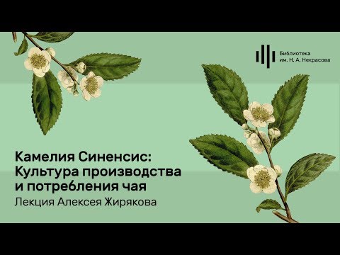 Видео: «Камелия Синенсис: Культура производства и потребления чая». Лекция Александра Жирякова