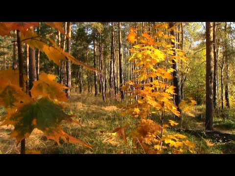 Видео: Живые картины Осени в парке поселка Васильево. Сентябрь 2023.