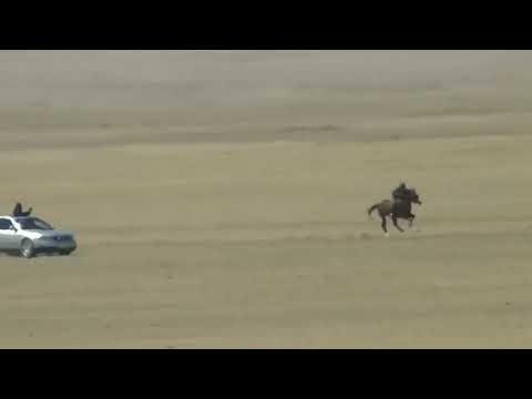 Видео: Төреғали Төреәлі 🏇БӘЙГЕ. Song of horse.🏇 Песня скакуна 🏇. ( сөзі, текст, lyrics)