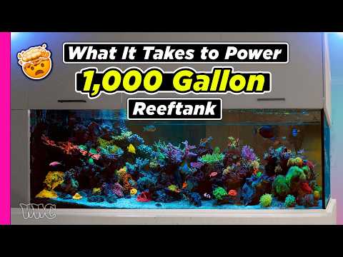 Видео: Более 15 лет в разработке: 1000-галлонный смешанный рифовый аквариум с легендарными моллюсками и ...