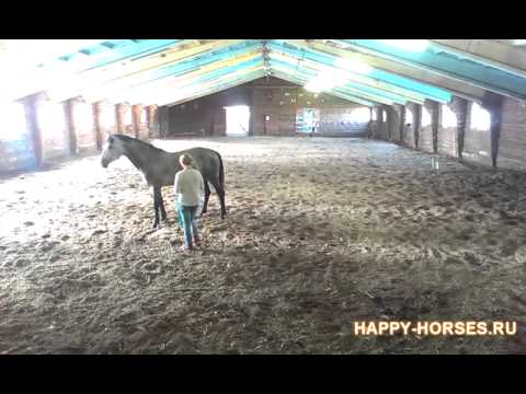 Видео: Работа в руках. Присоединение жеребца.