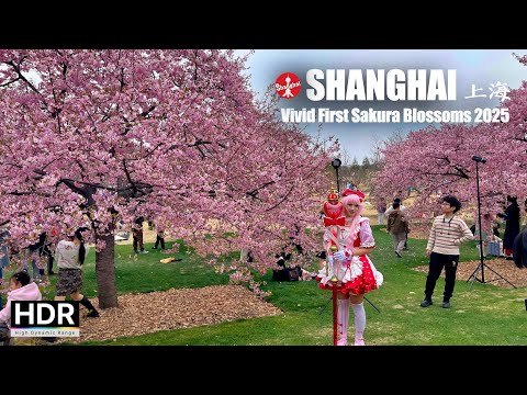 Видео: Яркие первые цветения сакуры - Ранняя сакура в Шанхае 2025 - 4K HDR - 上海 松江
