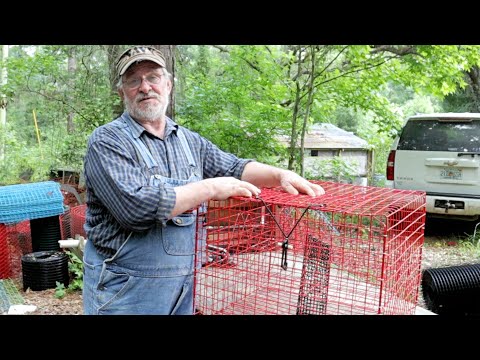 Видео: ЛУЧШИЙ СОКРЫТЫЙ СЕКРЕТ Луизианы по БЫСТРОЙ ловле крабов!