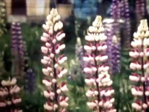 Видео: Карелия. Город Сегежа Год 1984.