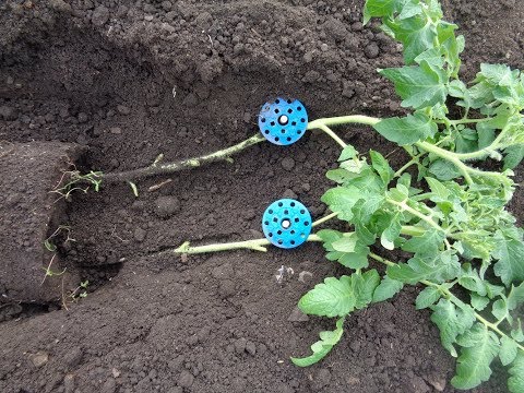 Видео: САМЫЙ ТРУДНЫЙ СПОСОБ ВЫСАДКИ  ТОМАТОВ - ЛЕЖА. Ольга Чернова.