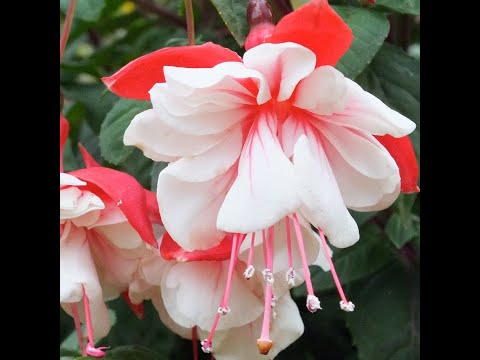 Видео: #светильникиизкапрона МК светильник "Фуксия" Часть 1/DIY nylon flower Fuchsia with led lamps