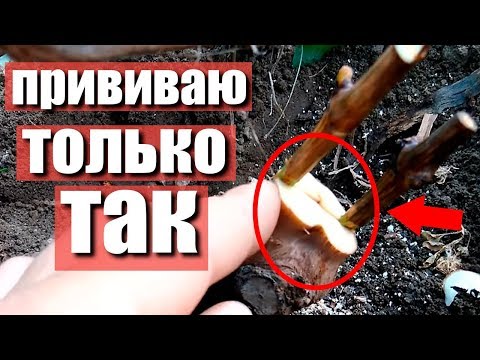 Видео: Прививка винограда в расщеп рукава . Прививка винограда черным в зелёное в теплице.