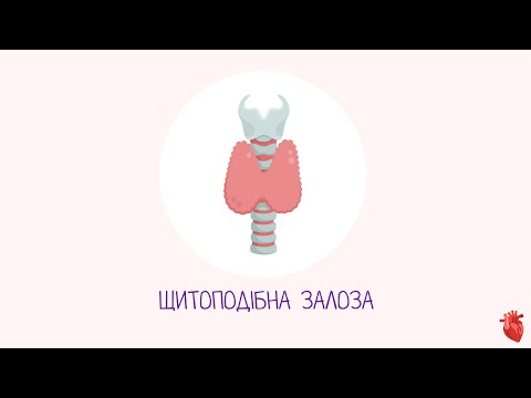 Видео: Щитоподібна залоза | Спланхнологія