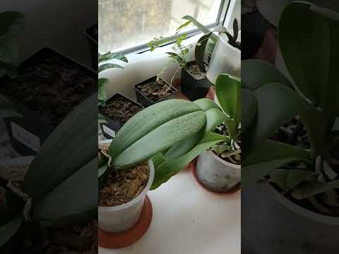 Видео: Орхидеи во мхе, содержание и полив! 🌾