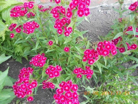 Видео: Как мой маленький сад стал таким красивым всего за один сезон?