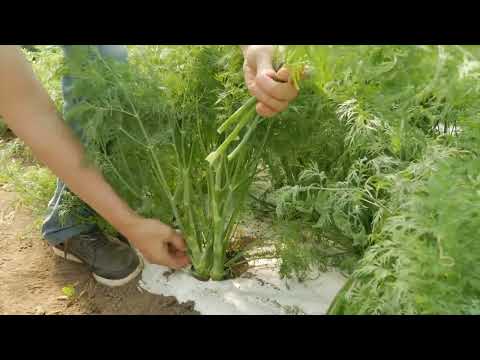 Видео: Он зеленый и пушистый, очень-очень он душистый!