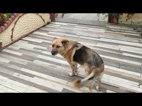 Видео: 11 НОЯБРЯ 2025 ГОДА