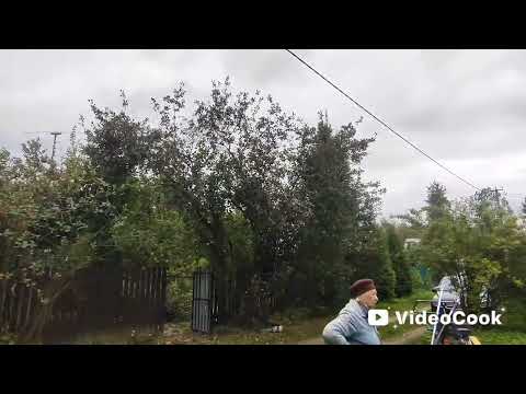 Видео: Обрезка боярышника с измельчением Московская область 8-916-789-86-13