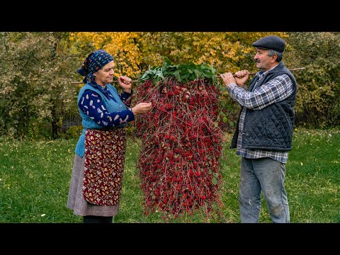 Видео: Подготовка к Зиме: Заготовка и Консервация Дикого Барбариса