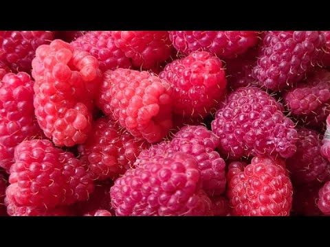 Видео: Крупноплодная малина в Сибири. Малина в Иркутске. Малина в Сибири. Как вырастить малину?