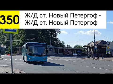 Видео: Автобус 350. Ж/Д ст. Новый Петергоф - Ж/Д ст. Новый Петергоф (кольцевой)