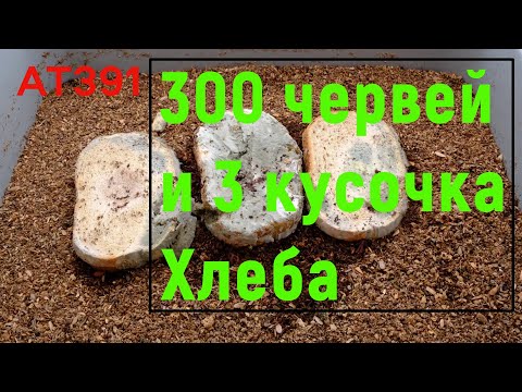 Видео: АТ391 300 червей 3 кусочка хлеба съедают за 33 дня в биогумус перерабатывают ат391 #черви черви