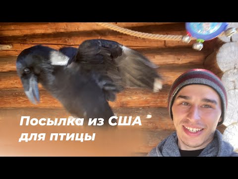 Видео: Ворон Гоша распаковывает посылку из США! Много игрушек.