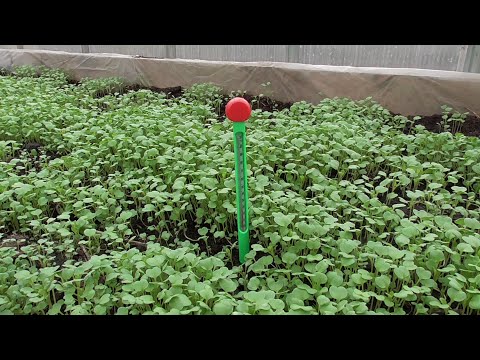 Видео: ТЕСТИРУЮ ГРЕЮЩУЮ ЛЕНТУ И ТЕРМОМЕТР ДЛЯ ГРУНТА. Ольга Чернова.