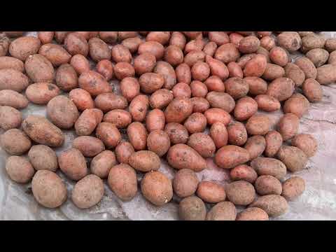 Видео: 11.05.2025г. Огород. Картофель. Дом из газоблока. Рудный.