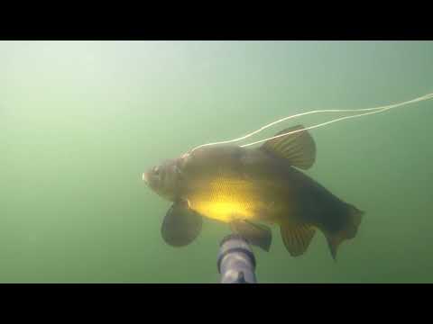 Видео: Подводная охота осенью на озере, Ленинградская обл.. Линь, окуни, досадный промах....