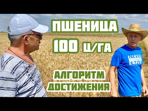 Видео: Как достичь 100 ц/га пшеницы?