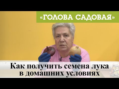 Видео: Голова садовая - Как получить семена лука в домашних условиях