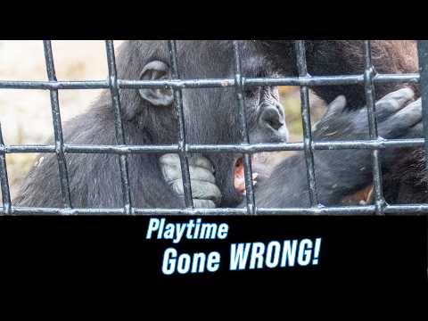 Видео: Момент, когда всё изменилось — вы не поверите, что случилось! 😳🦍