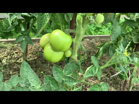 Видео: 2-ая формировка томатных гномов.26 июня 2021 г.