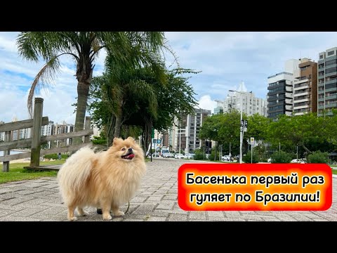 Видео: Басенька первый раз гуляет по Бразилии!