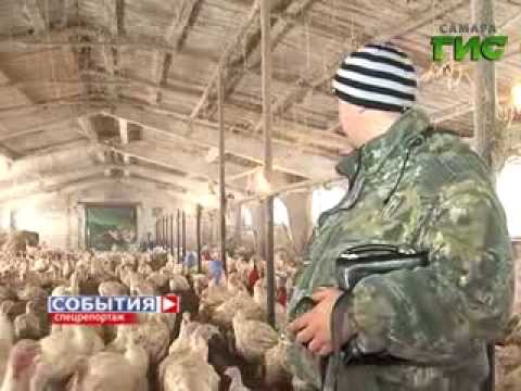 Видео: Спецреп. Индюшиная ферма
