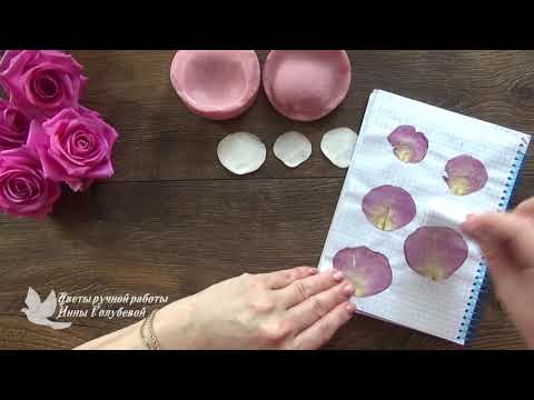 Видео: роза аква