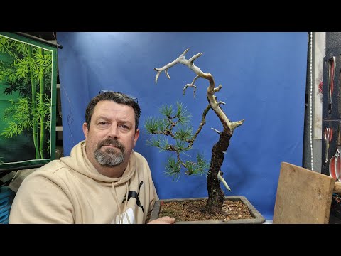 Видео: Оформление собранного бонсай из сосны обыкновенной