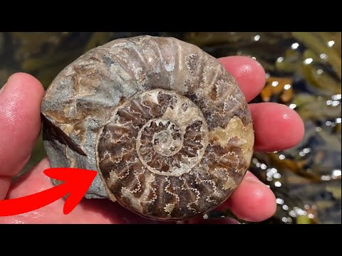 Видео: 10 ошибок при поиске ископаемых