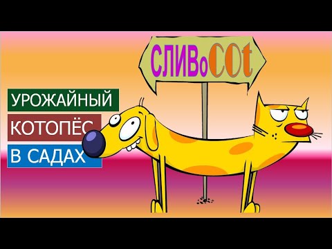 Видео: Априумы диплоиды плуоты СВГ | слива без костей | Ренклоды Шарафуга