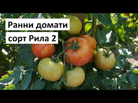 Видео: Ранни домати сорт Рила 2