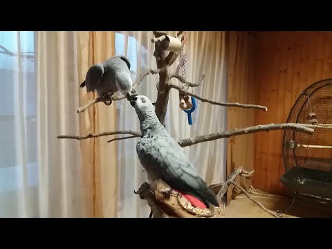 Видео: Как воспитывать попугаев? И можно ли их наказывать?