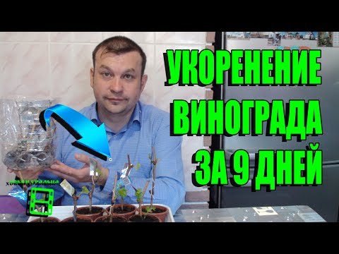 Видео: КАК 100% РАЗМНОЖИТЬ РЕДКИЕ СОРТА ВИНОГРАДА ПРИ ПОКУПКЕ? ЧАСТЬ 2.  ЧЕРЕНКИ УКОРЕНИЛИСЬ