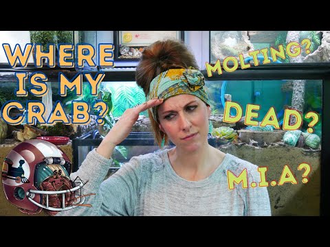 Видео: Мой рак-отшельник мертв или линяет?