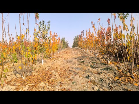 Видео: Кузундо бактарда оору зыянкечтерге каршы иш чаралар