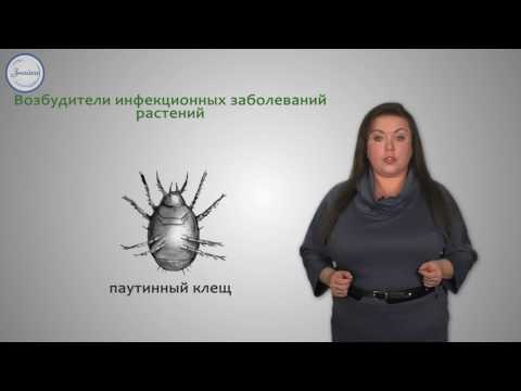 Видео: Биология 7 Класс. Паукообразные