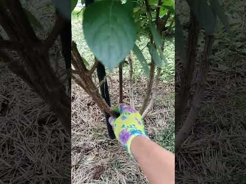 Видео: Обзор цветущих гортензий 9 августа Подмосковье