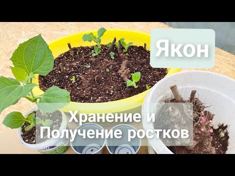 Видео: Якон. Хранение и Получение ростков.