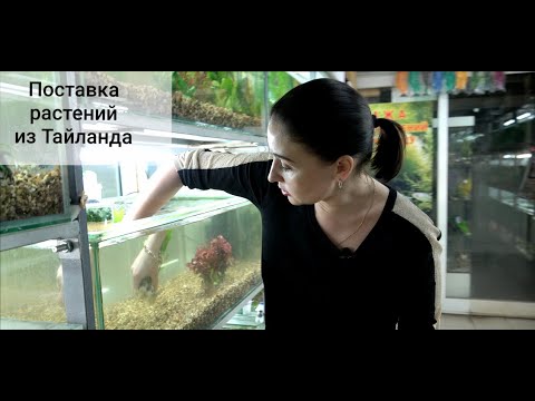 Видео: Аквариумные растения из Тайланда