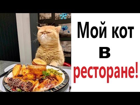 Видео: Лютые приколы. КОТ В РЕСТОРАНЕ!!! САМОЕ смешное видео! Попробуй не засмеяться! - Domi Show!