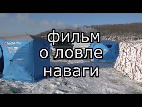 Видео: Ловля наваги на реке Майхе (Приморский край)