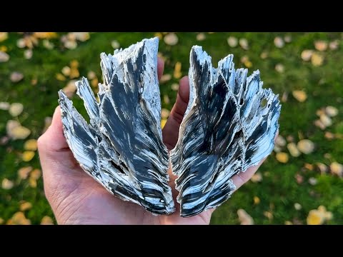 Видео: Стоят ли эти РЕДКИЕ устрицы тысячи? $$$