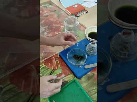 Видео: Методика приготовления временного тотального поверхностного микропрепарата листа