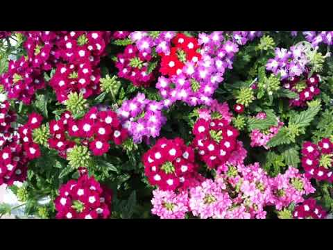 Видео: Вербена Кварц.Как я собираю и храню семена.