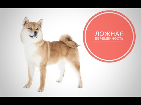 Видео: Ложная беременность у животных